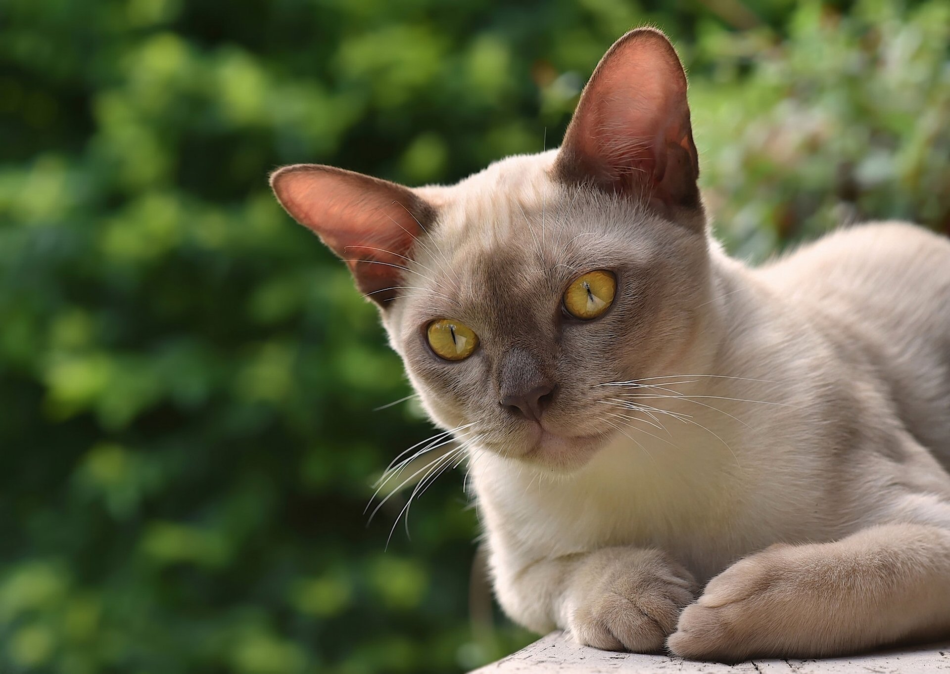 chat burman burma chat museau