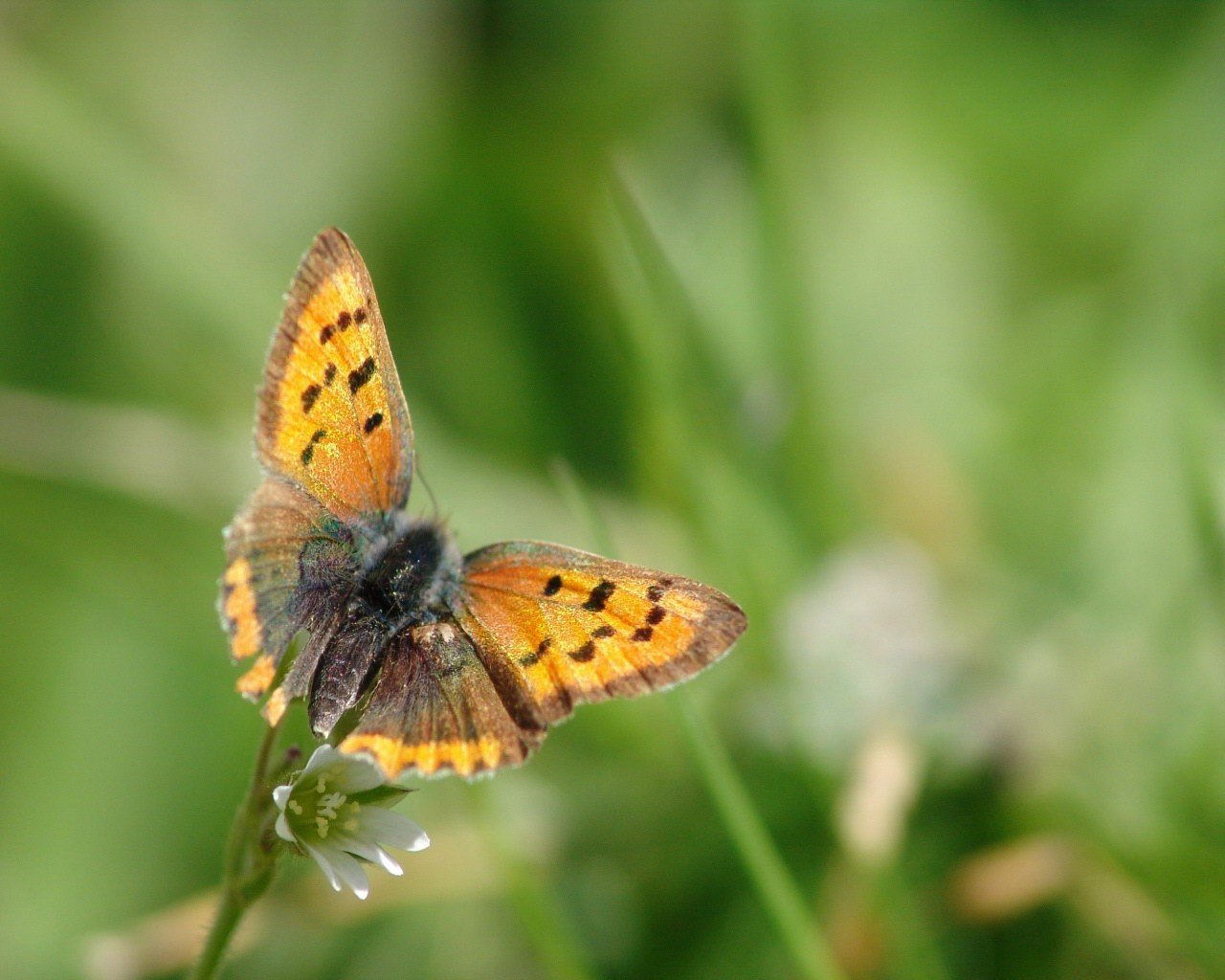 butterfly flower sheet