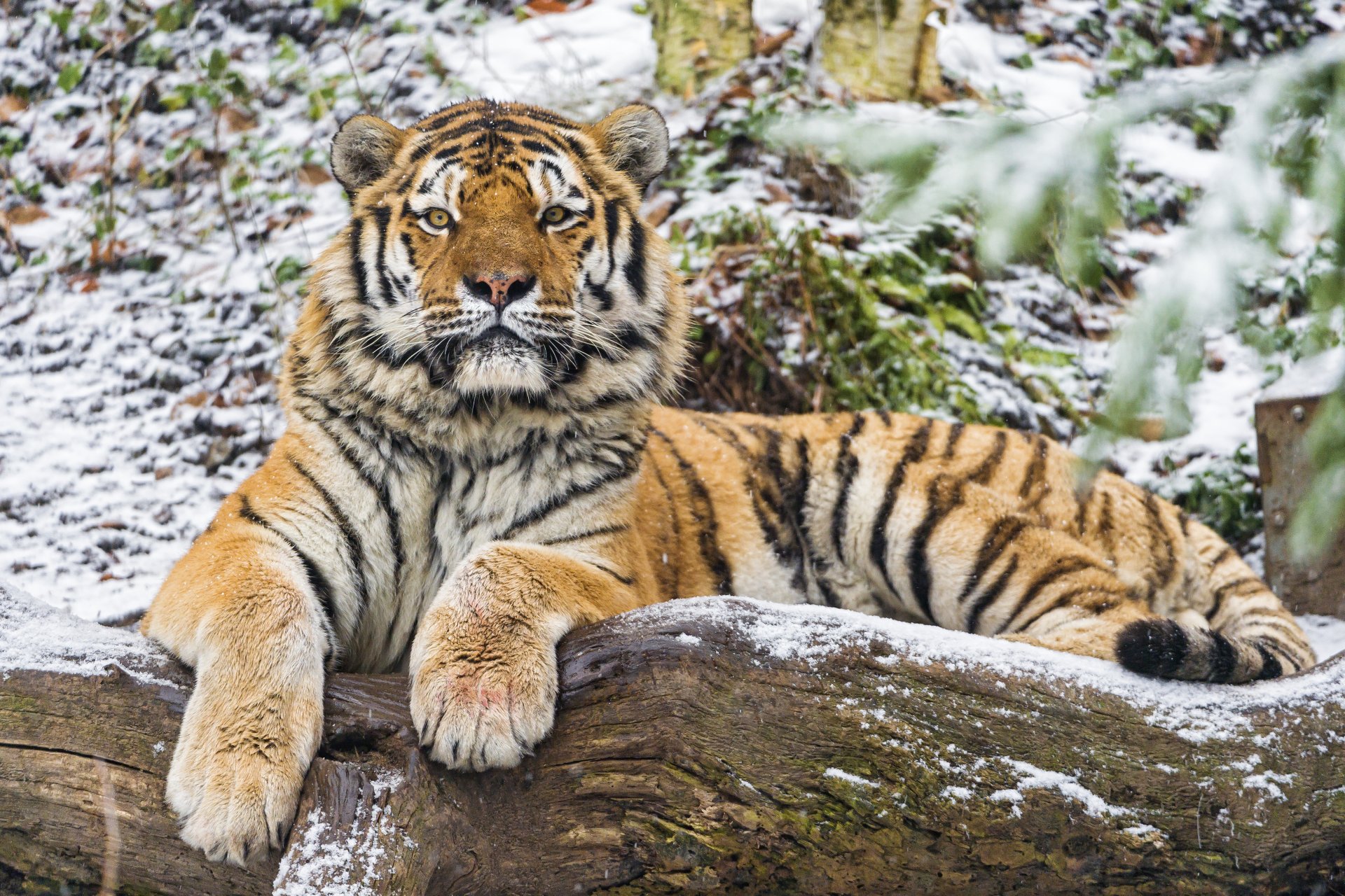 tiger amur cat log view snow © tambako the jaguar