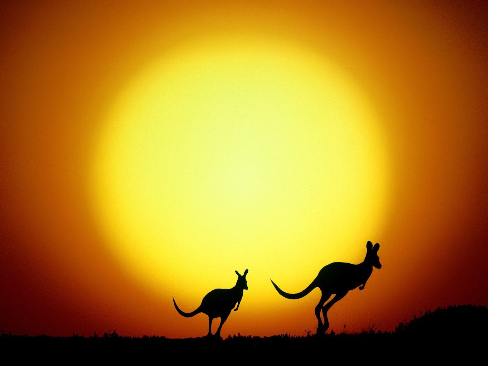 känguru sonne australien gelb