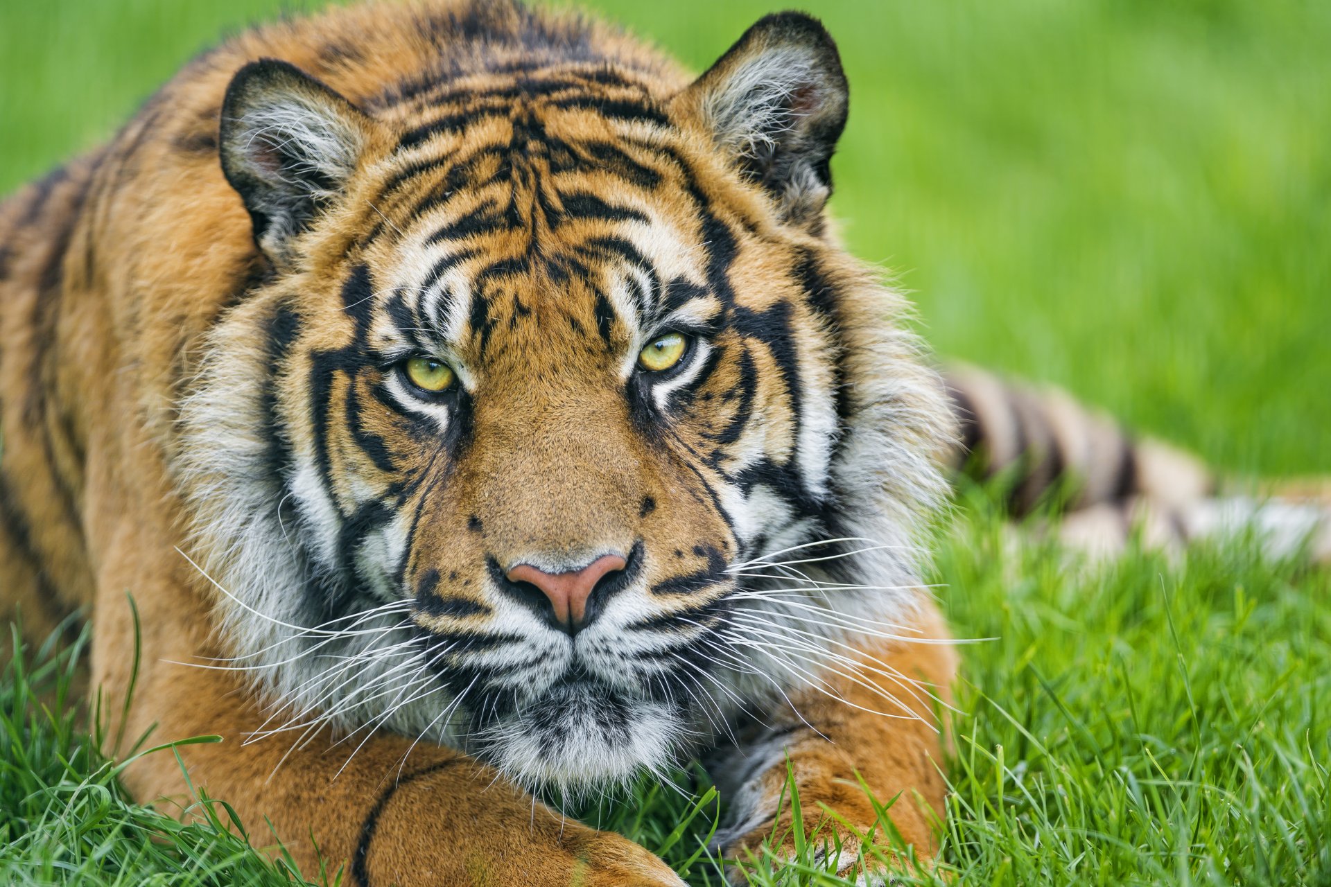 tiger sumatra schnauze blick gras ©tambako der jaguar