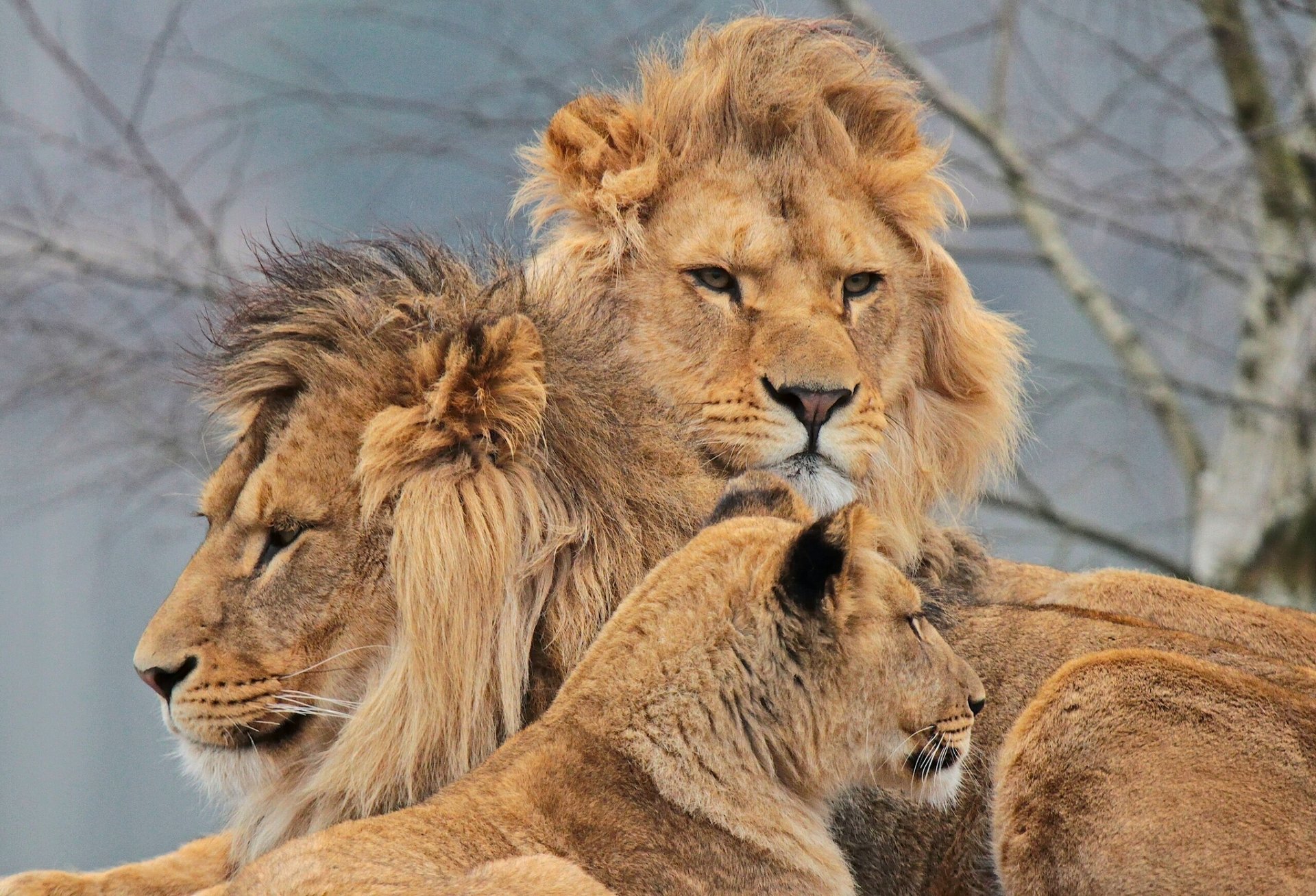 lions lioness trinity swedish little family