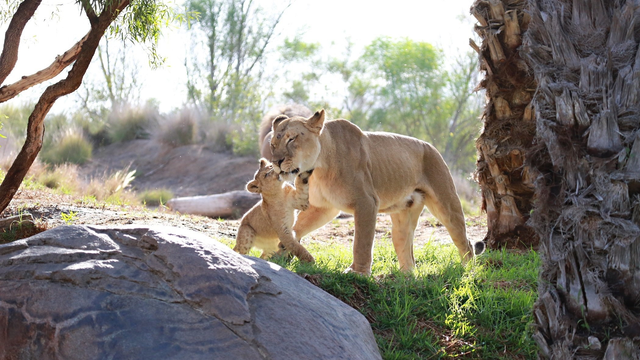 leoni gatti selvatici predatori coppia famiglia leonessa madre bambino gioco cura affetto amore maternità