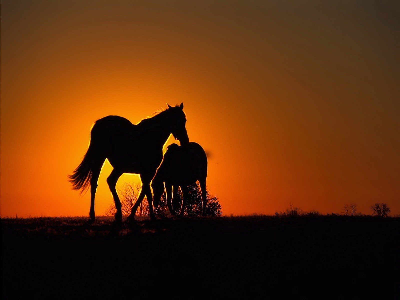 caballos naranja puesta de sol