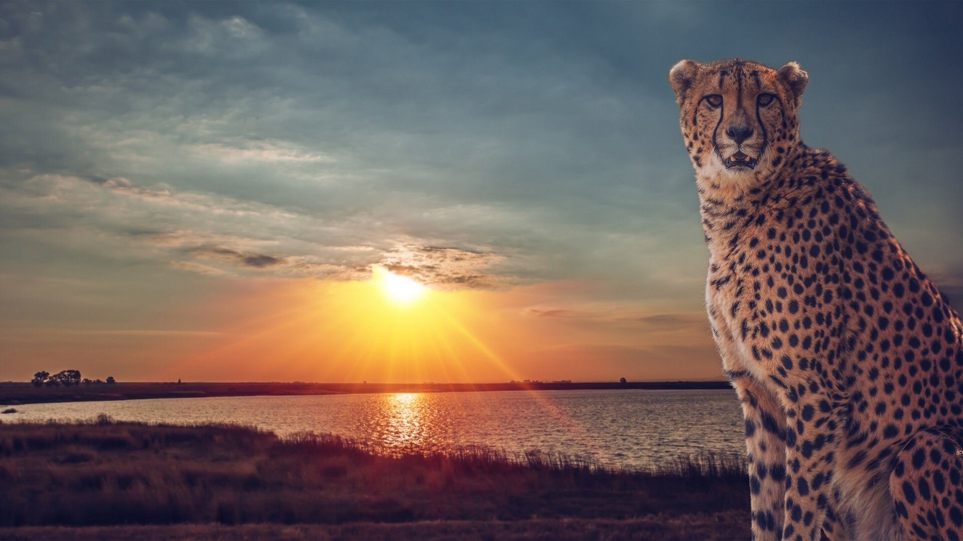 gepard wildkatze savanne see sonnenuntergang