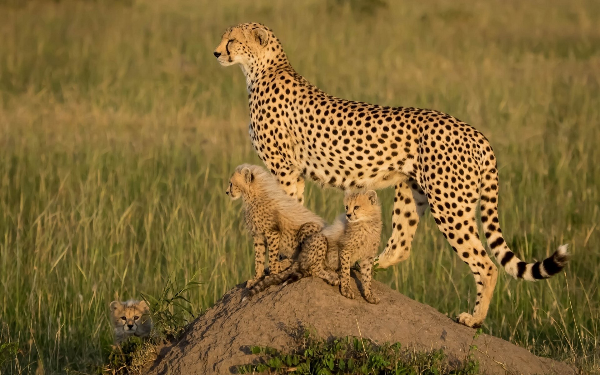 afrika geparden jungtiere kätzchen