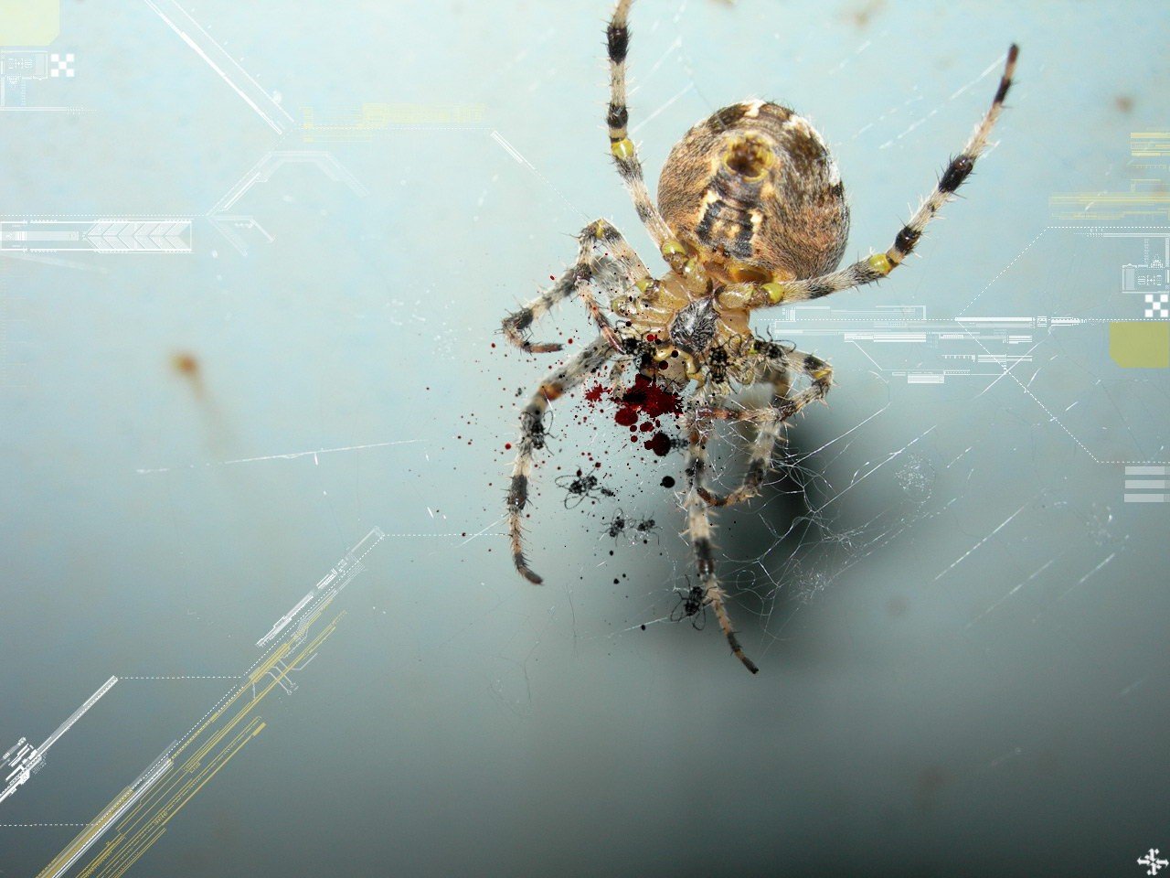 pider processing blood