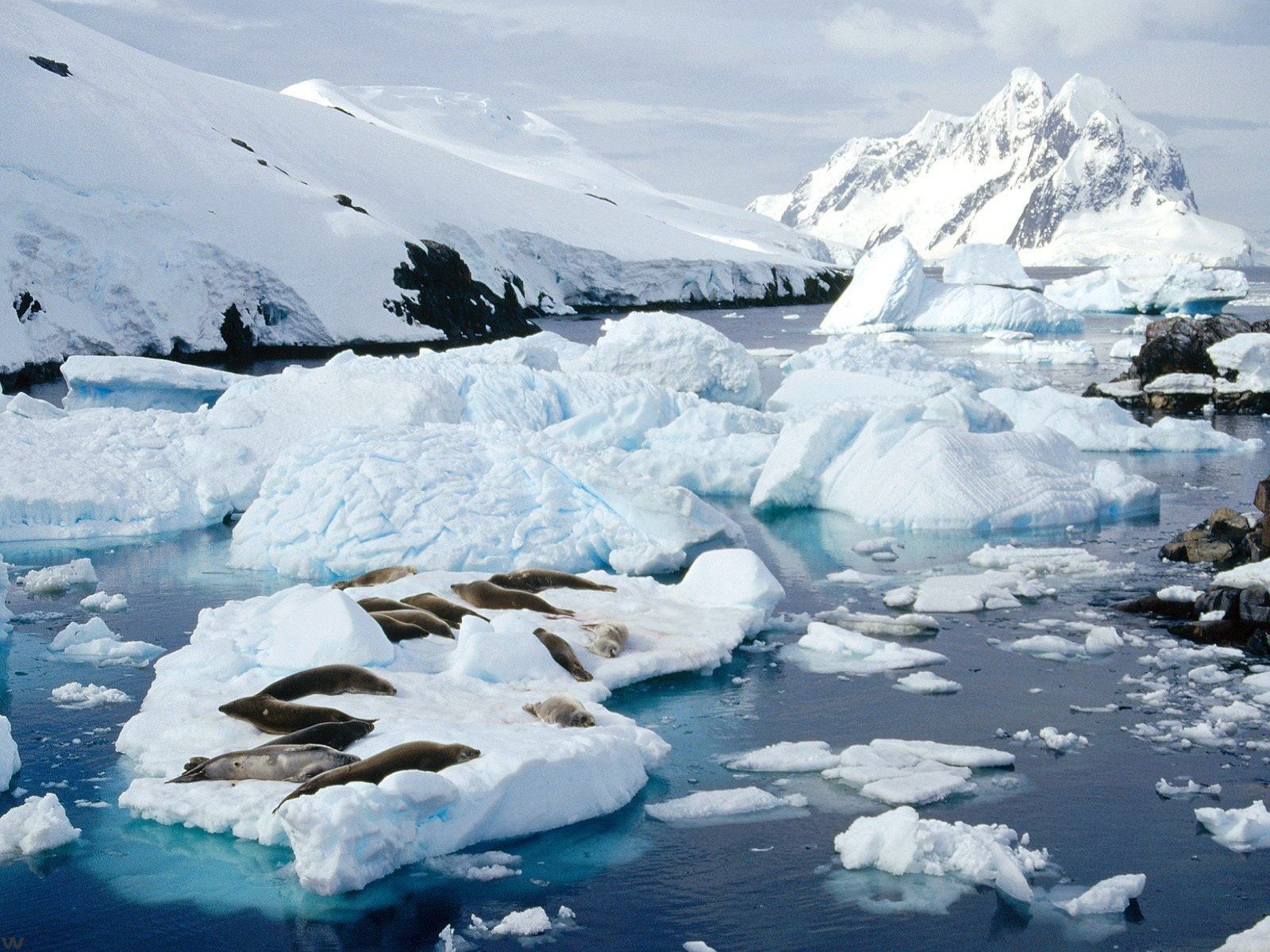 focas nieve hielo