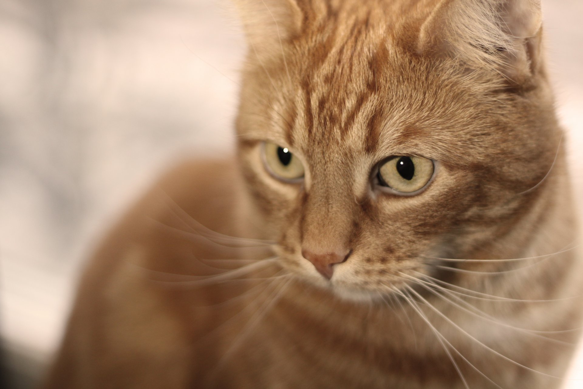 gatto rosso lana sguardo