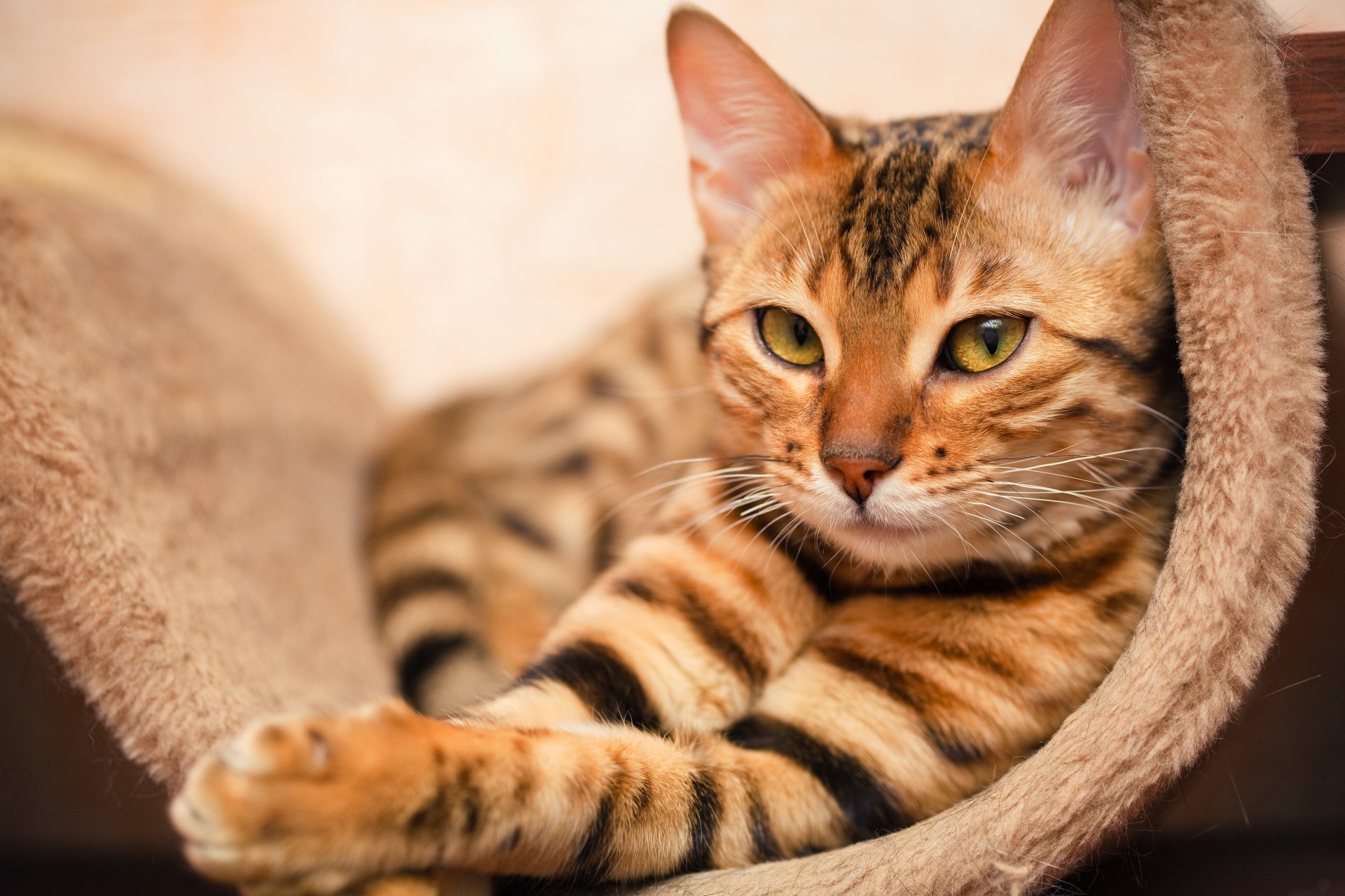 chat regard couleur se trouve