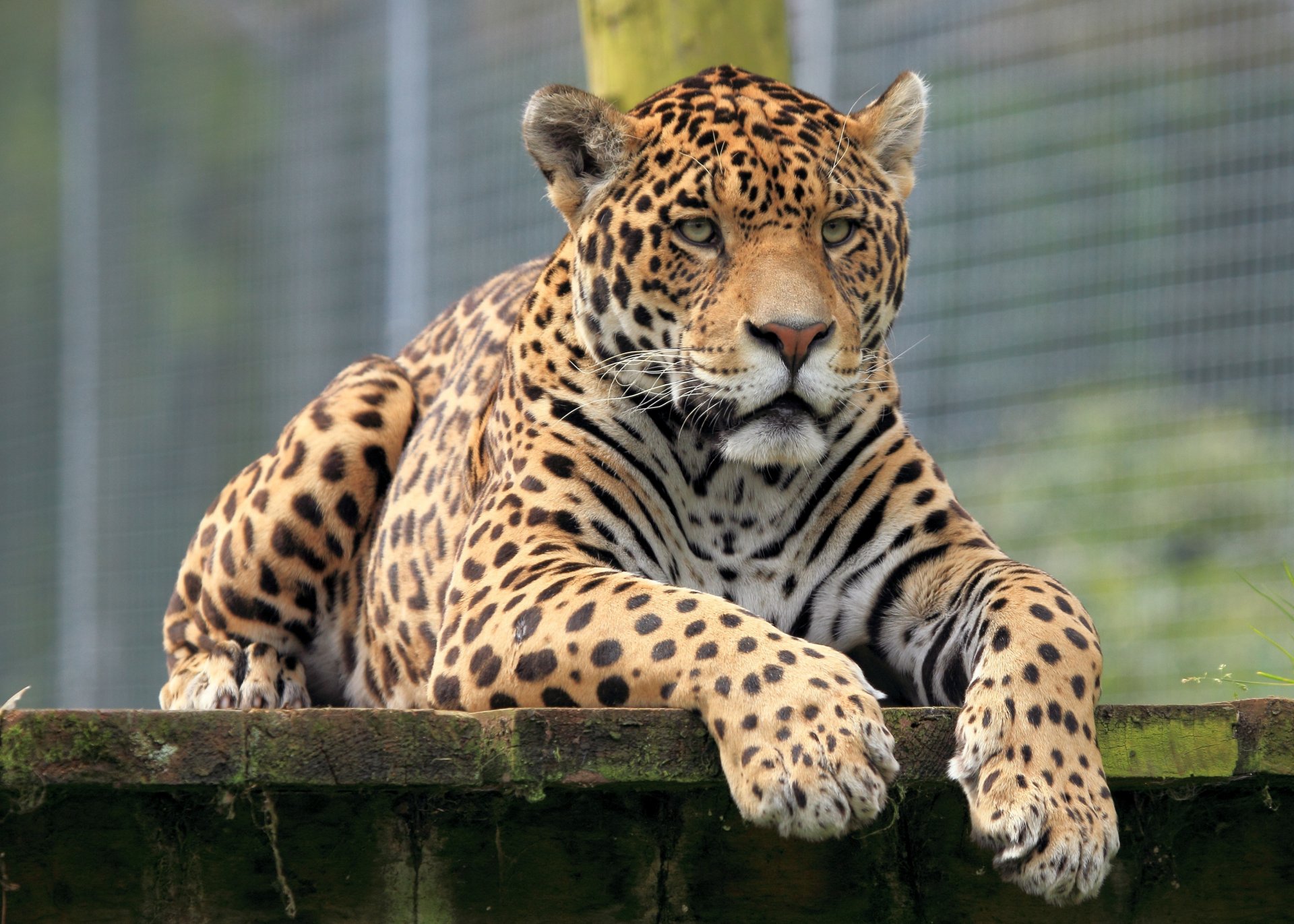 jaguar vista svago pavimentazione di legno