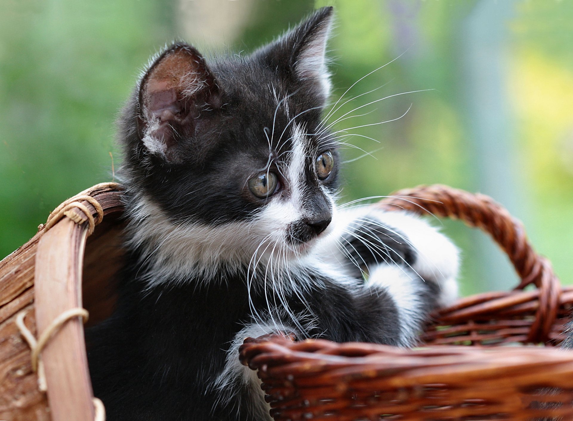 panier chaton blanc et noir regard