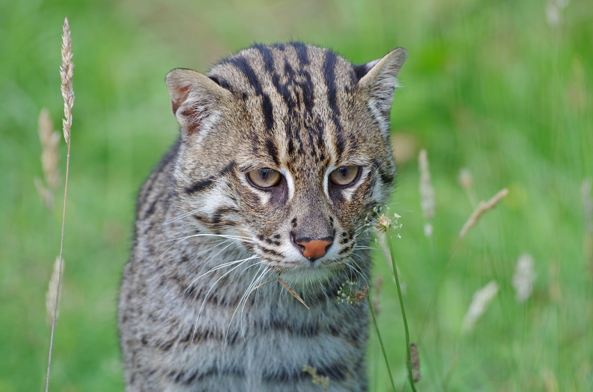 anglerkatze angelkatze wildkatze raubtier maulkorb