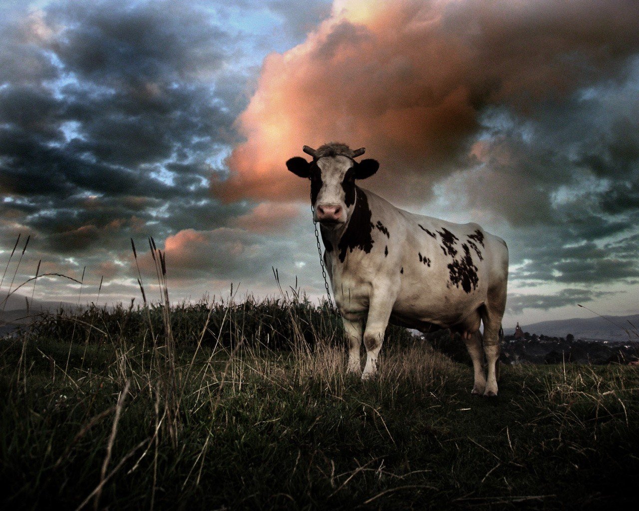 vaca nubes campo