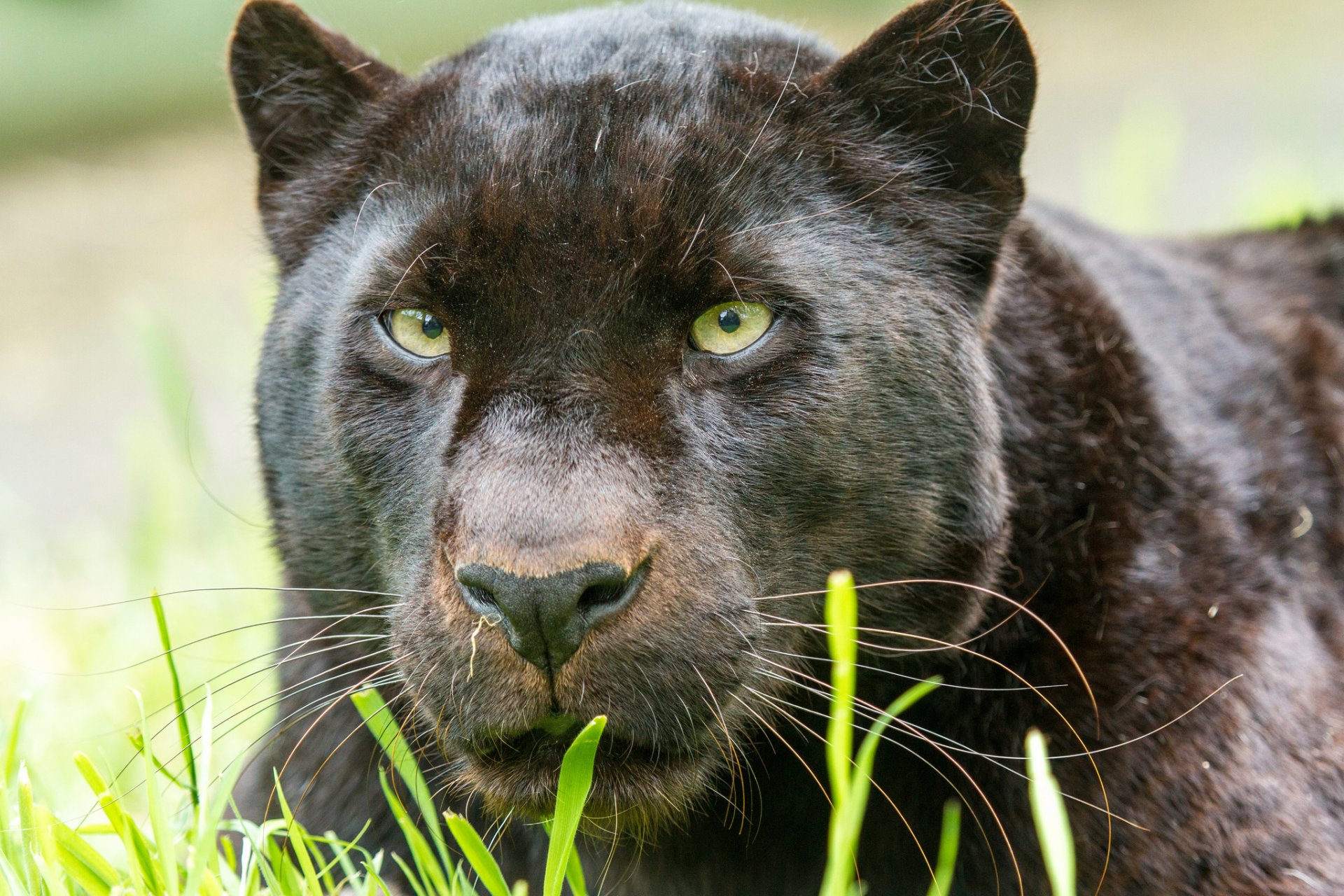 pantera leopardo muso gatto vista