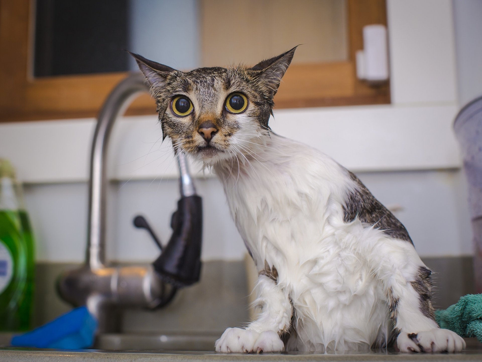 cat wet shower