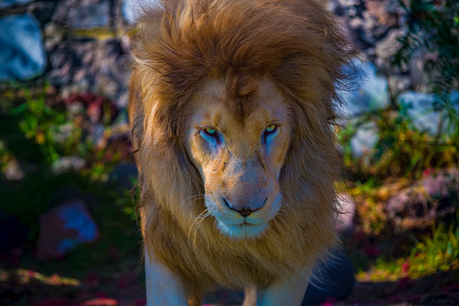 leone re degli animali muso criniera sguardo