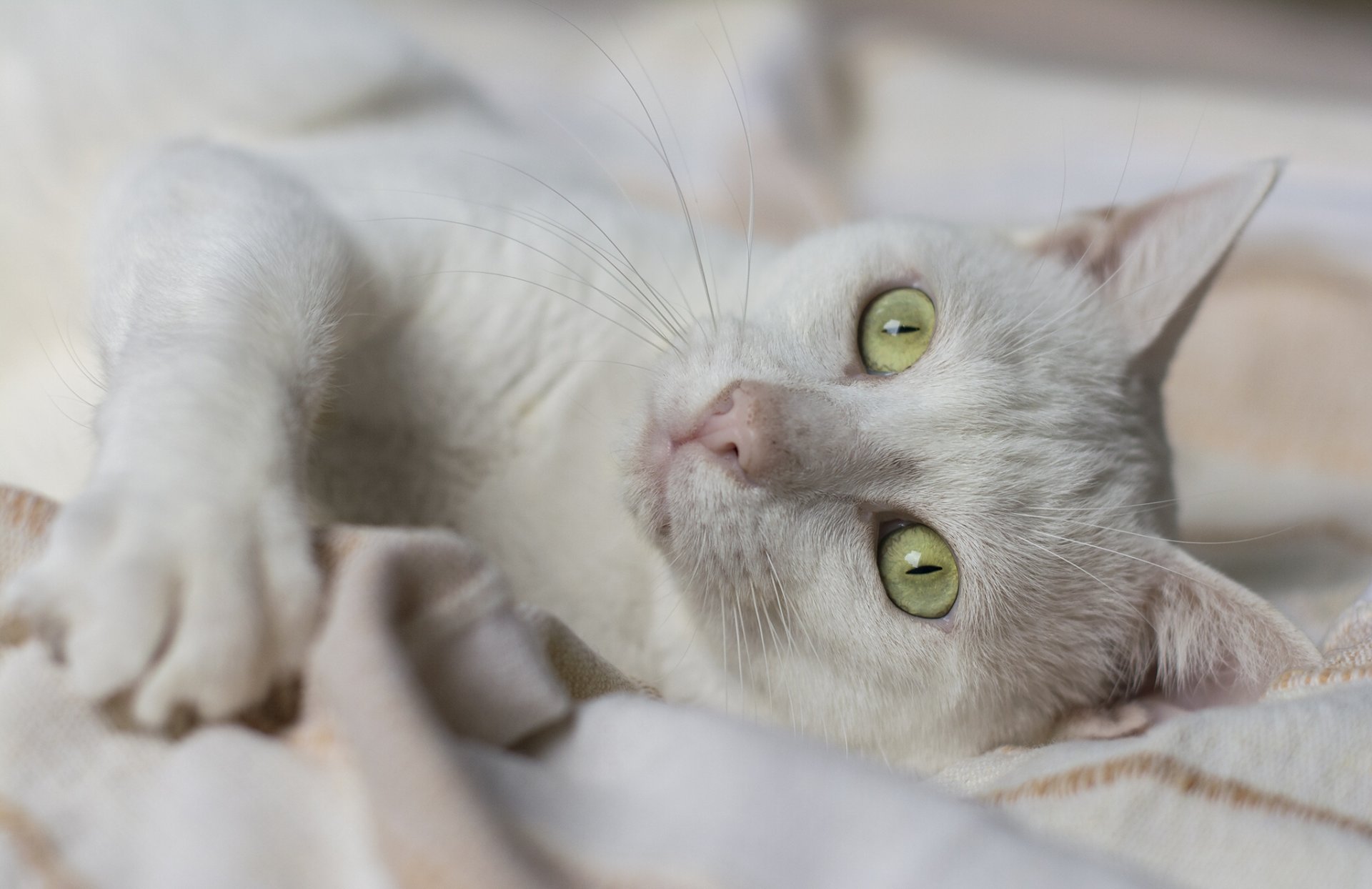 weiße katze katze maulkorb augen