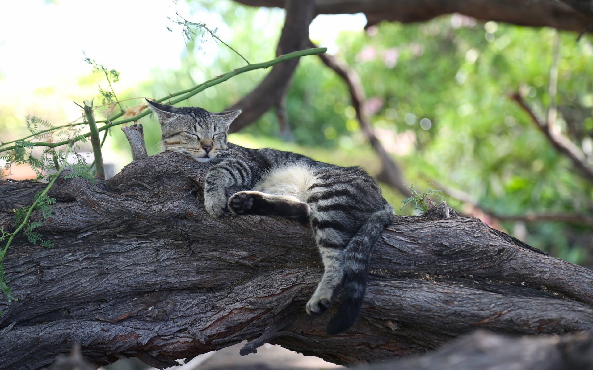 кот кошка спящая сон отдых дерево