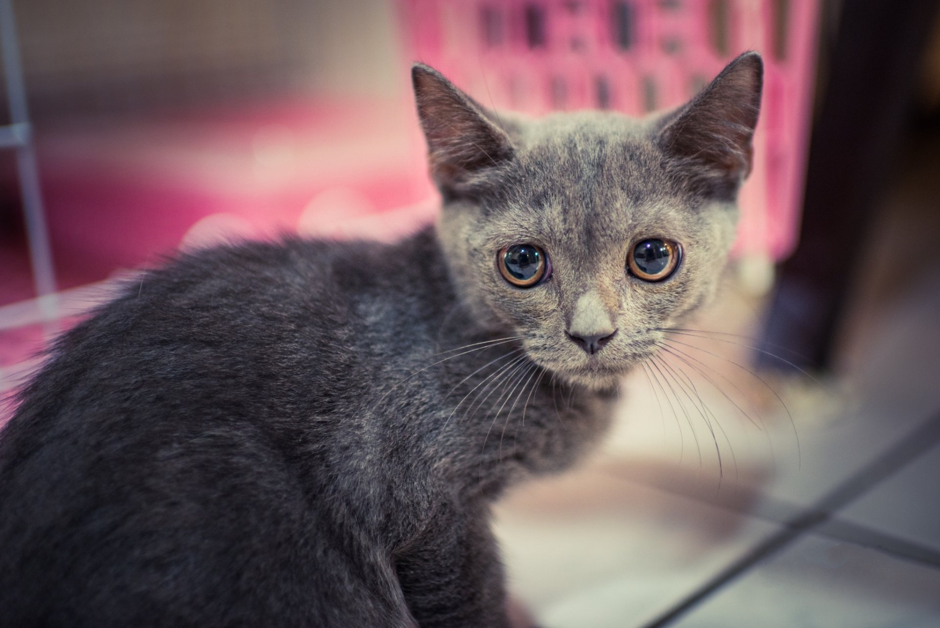 cat kitten grey view portrait