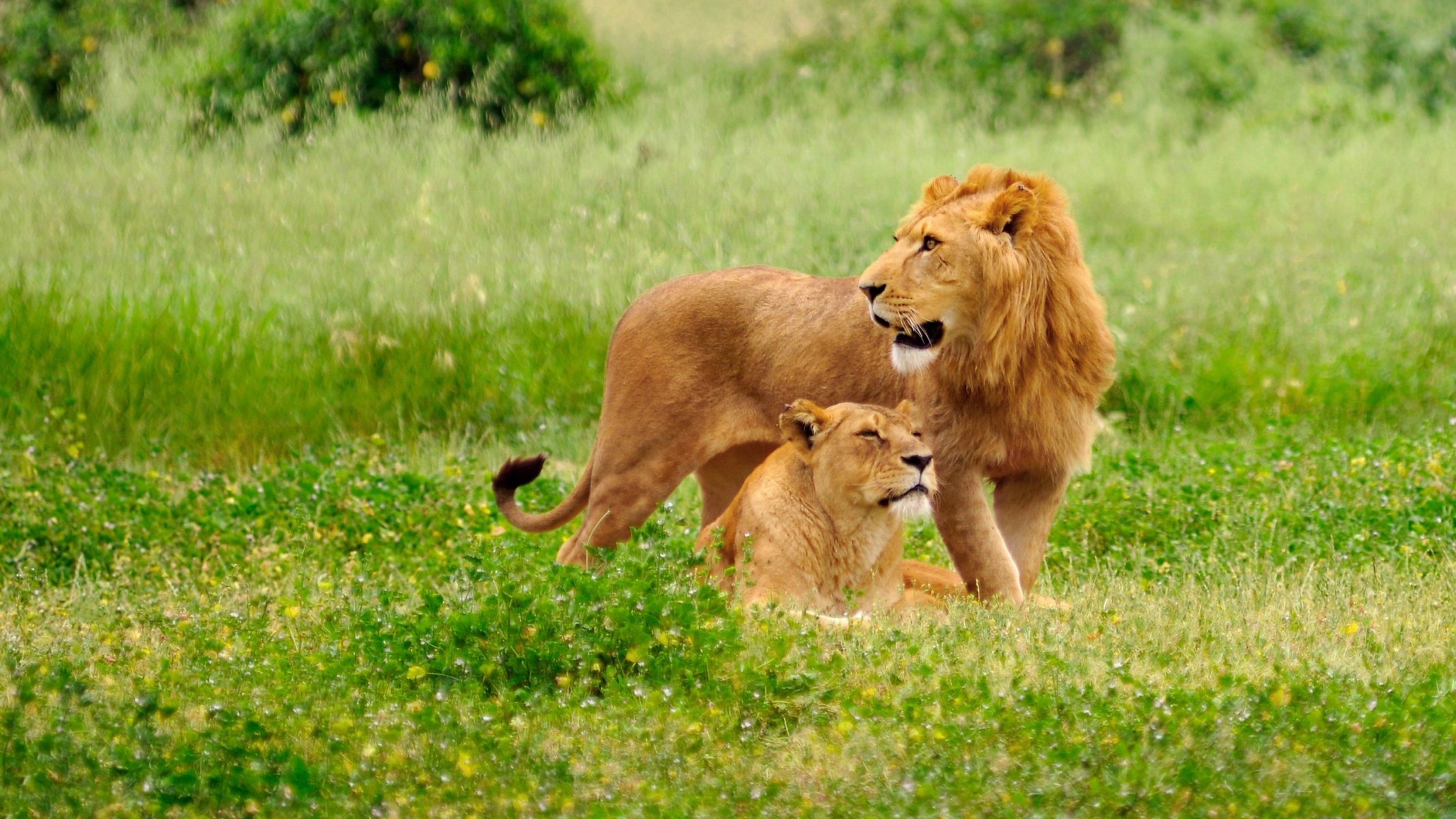 fond plaine herbe couple lion lionne