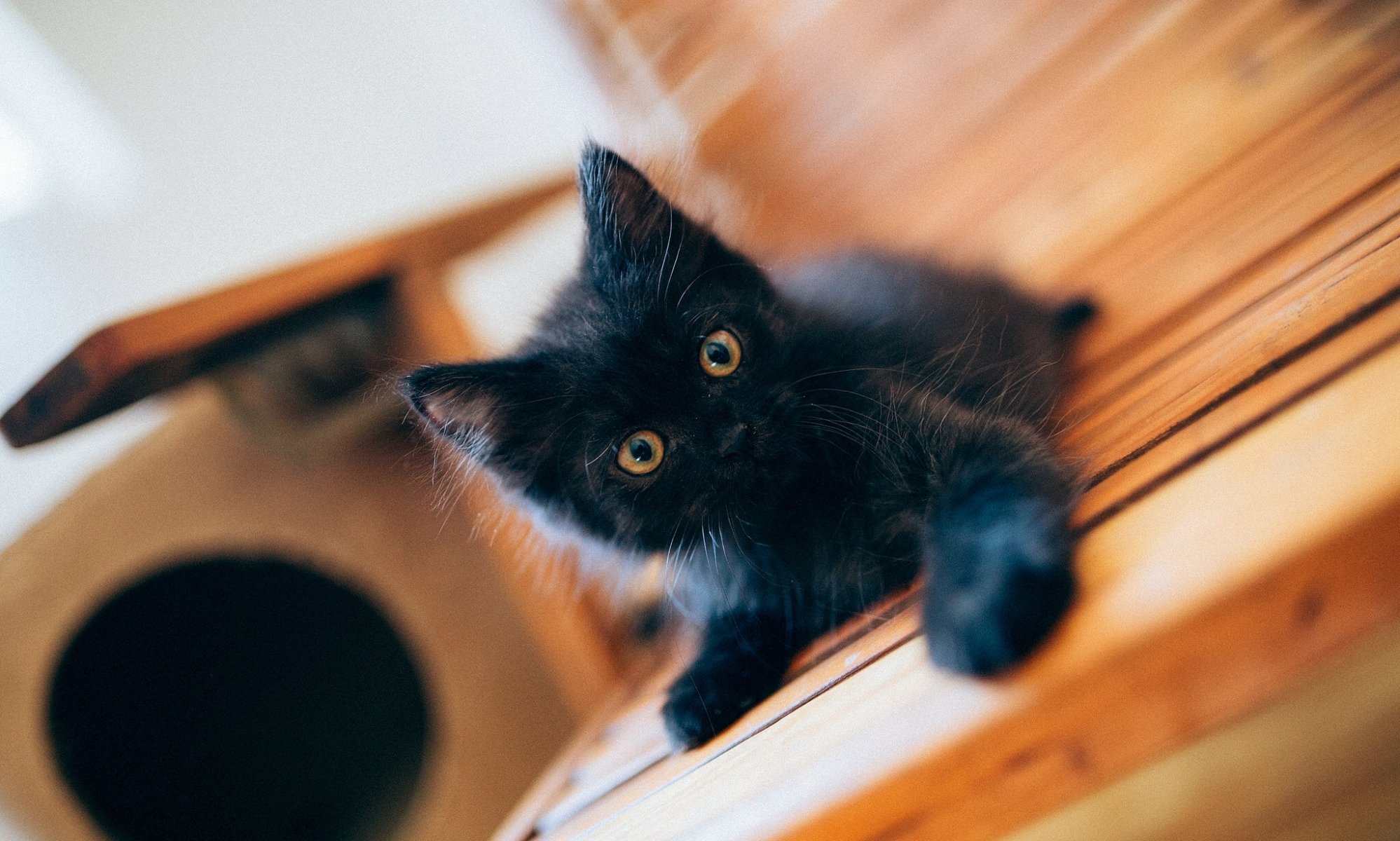 chaton noir bébé