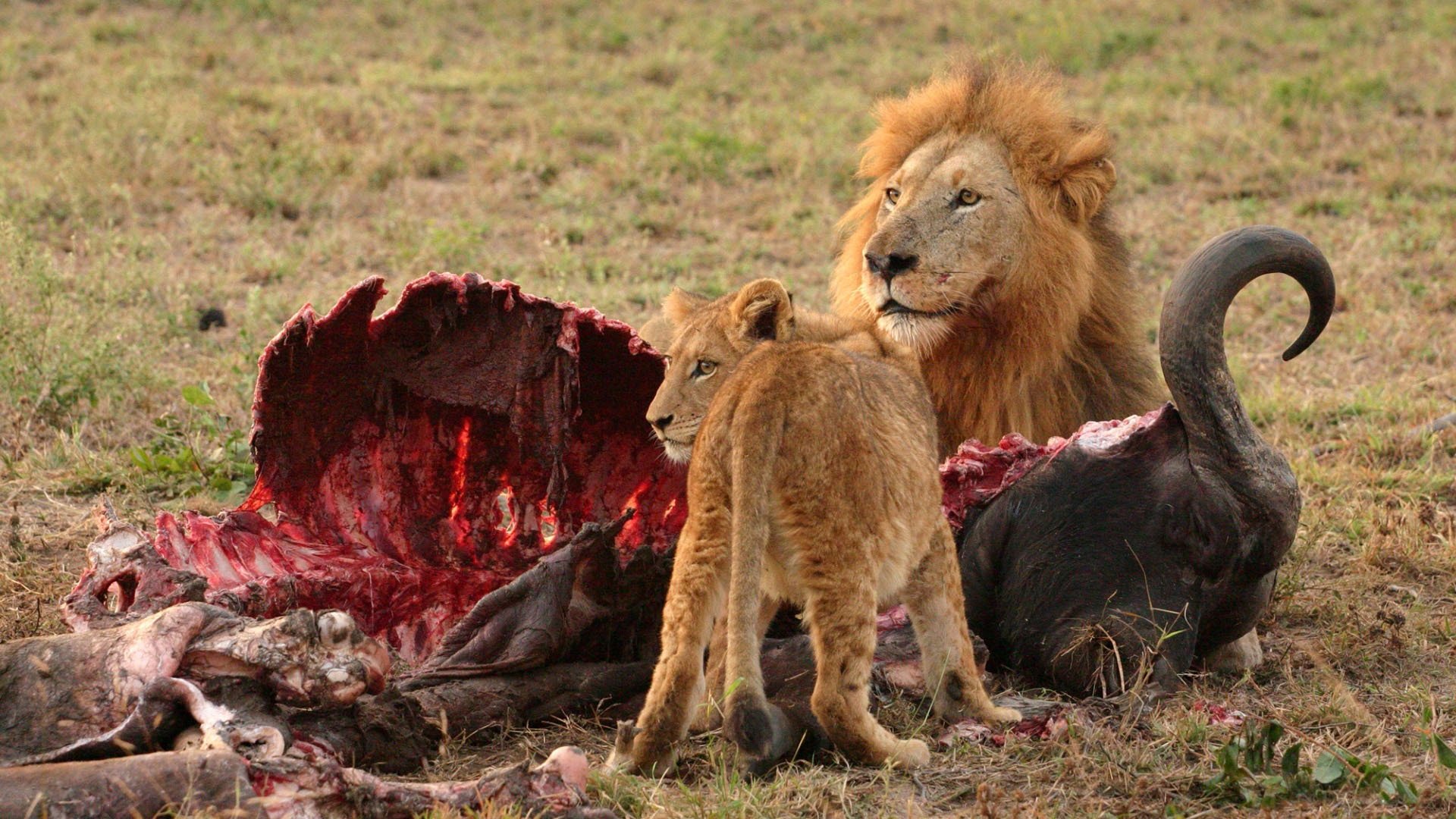 predatore preda sguardo carne ossa resti sangue caccia preda leone leonessa cibo situazione