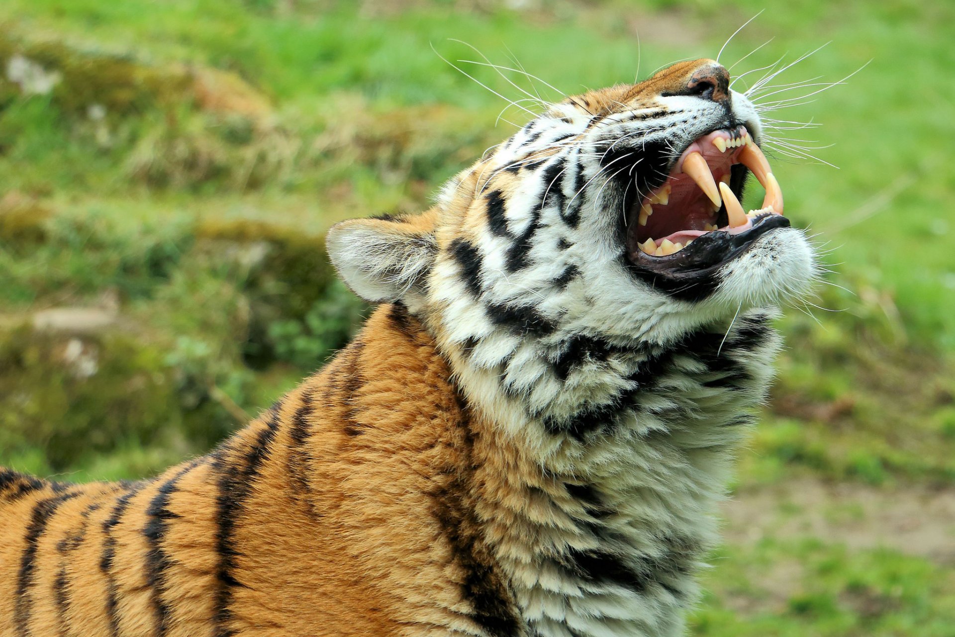 amur tiger wild cat predator face fang