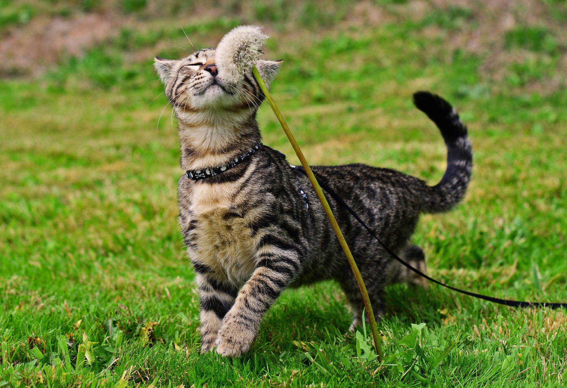 katze katze katze gras löwenzahn zu fuß