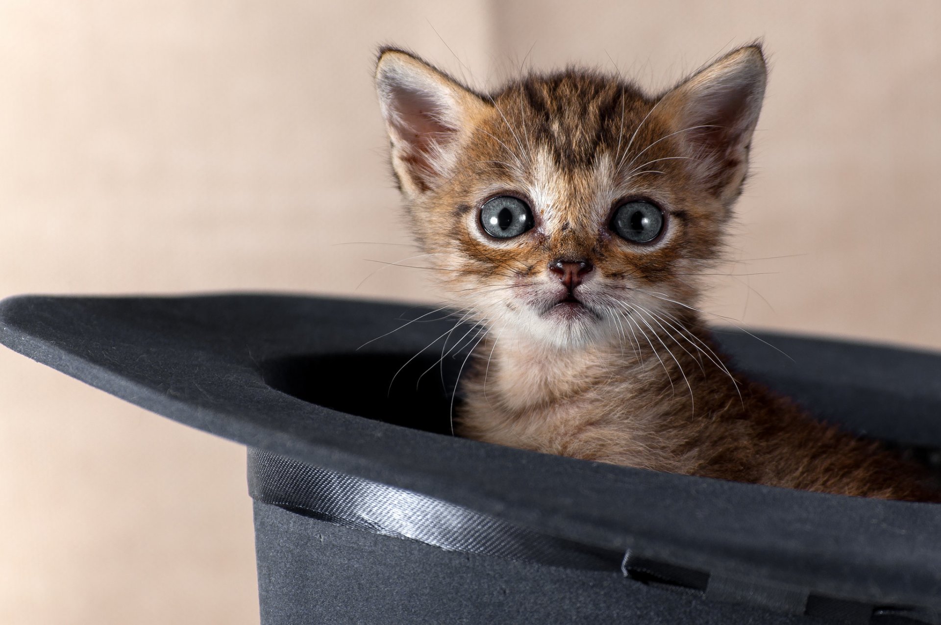 katze blick hintergrund