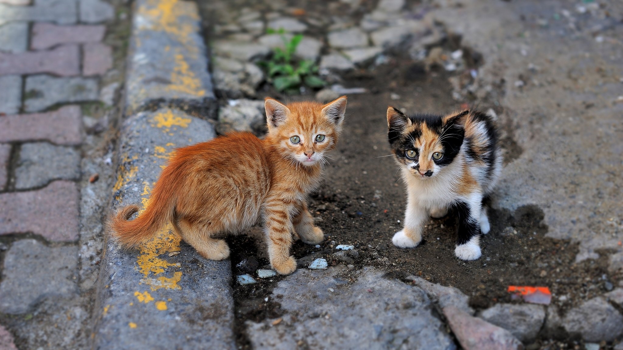 gatitos calle niños pequeños pareja mirada