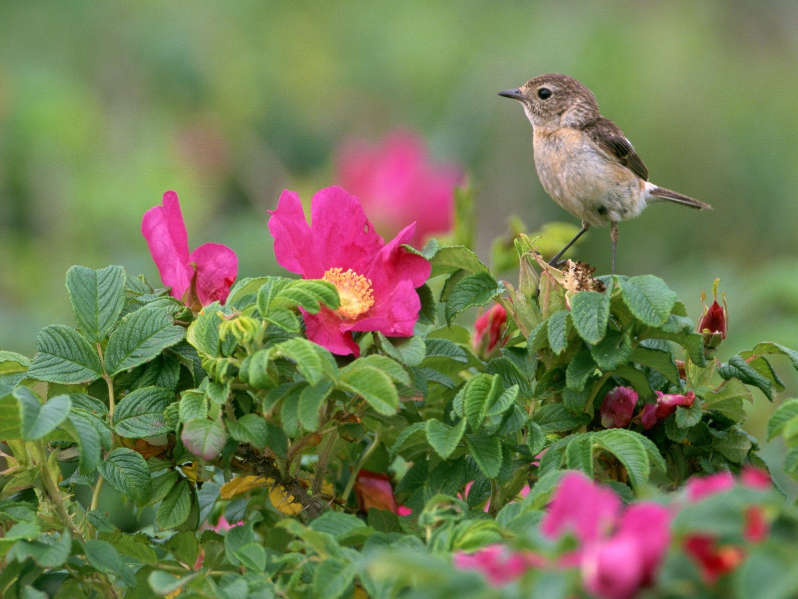 oiseau fleurs feuilles