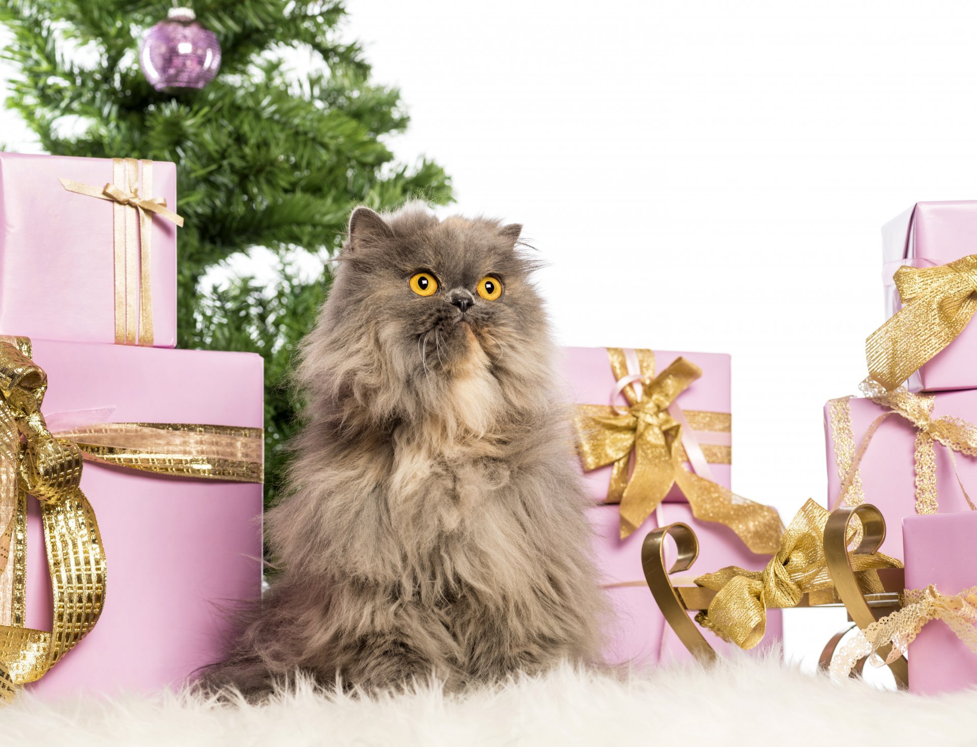 natale nuovo anno gatto albero di natale gatto albero di natale