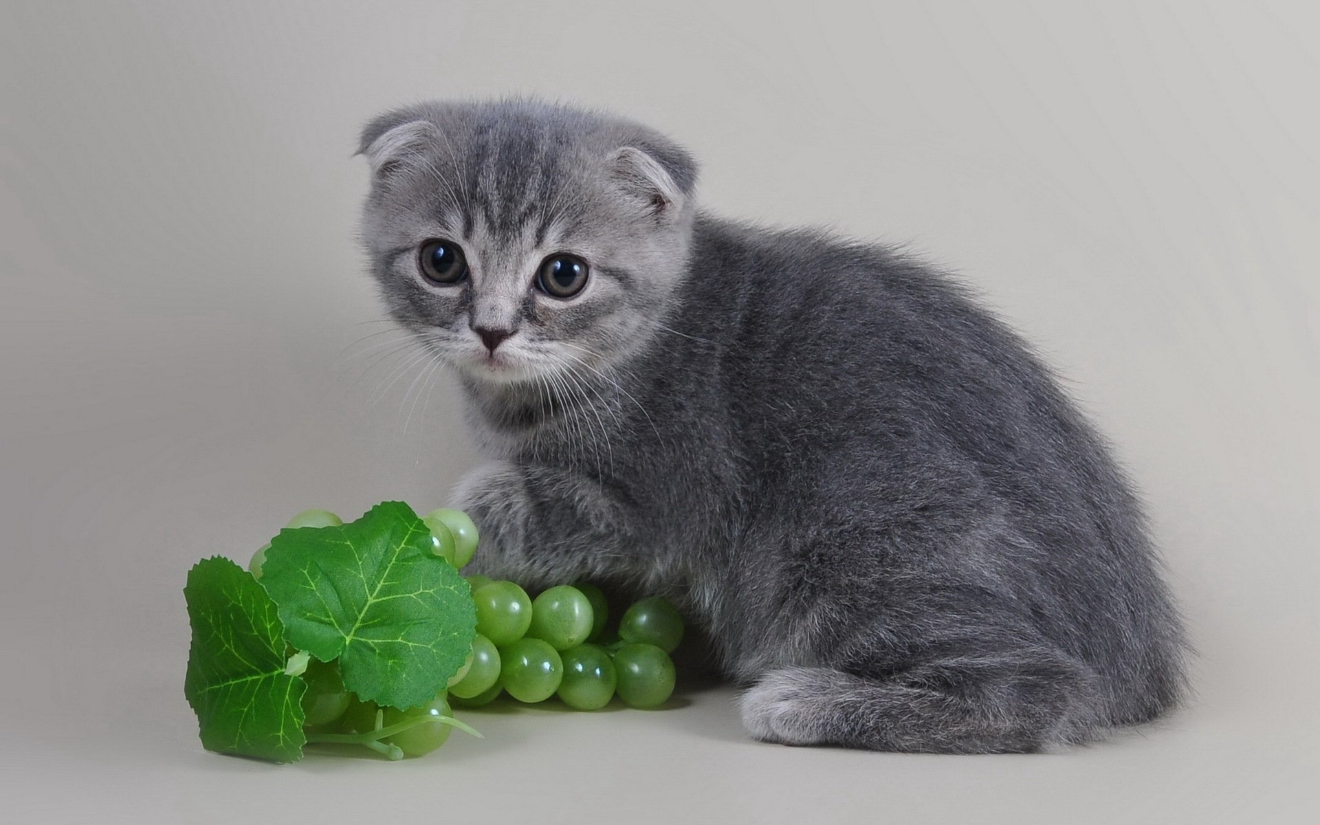 chat vue fond