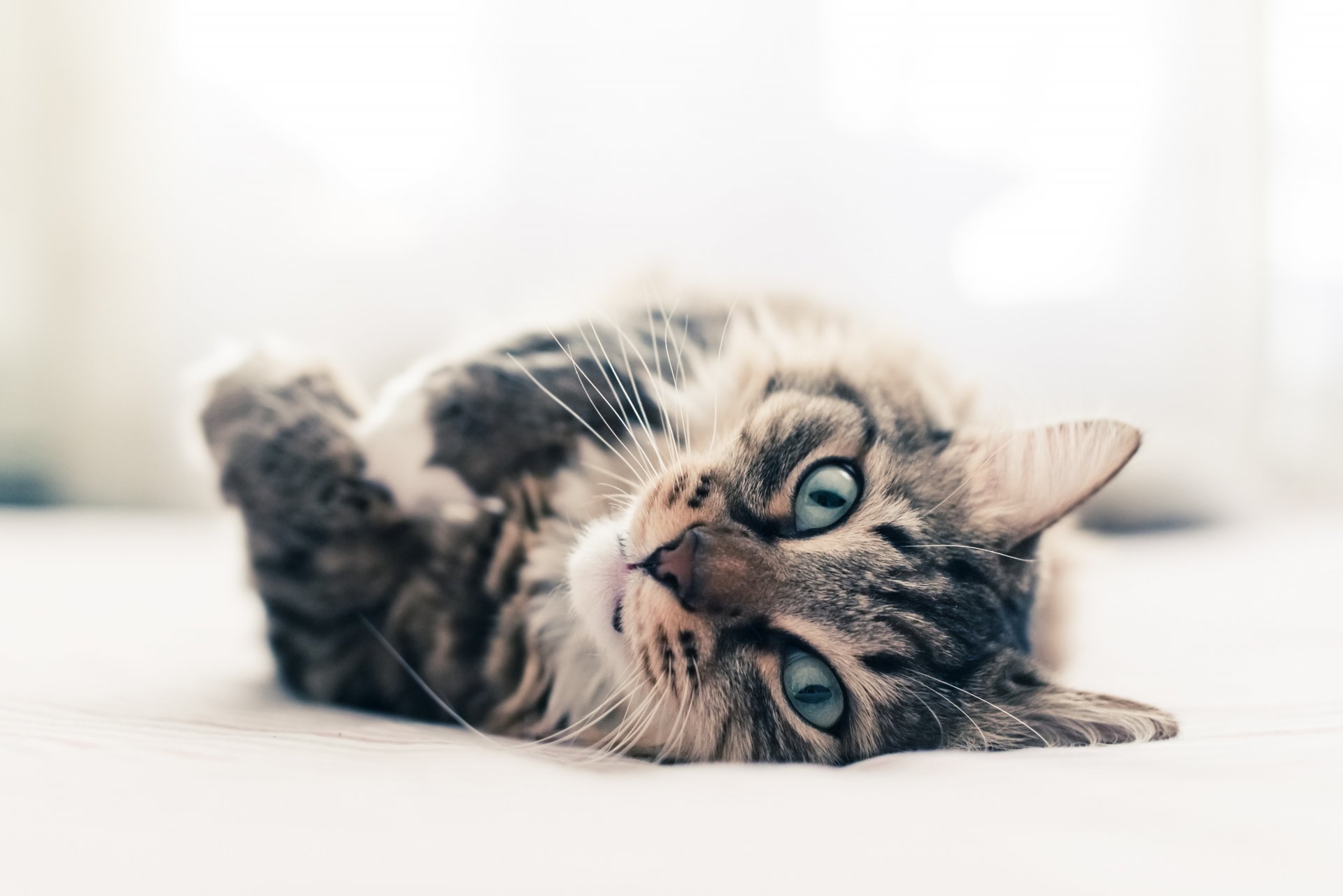 gatto animale occhi verdi sguardo lana baffi orecchie zampe si trova