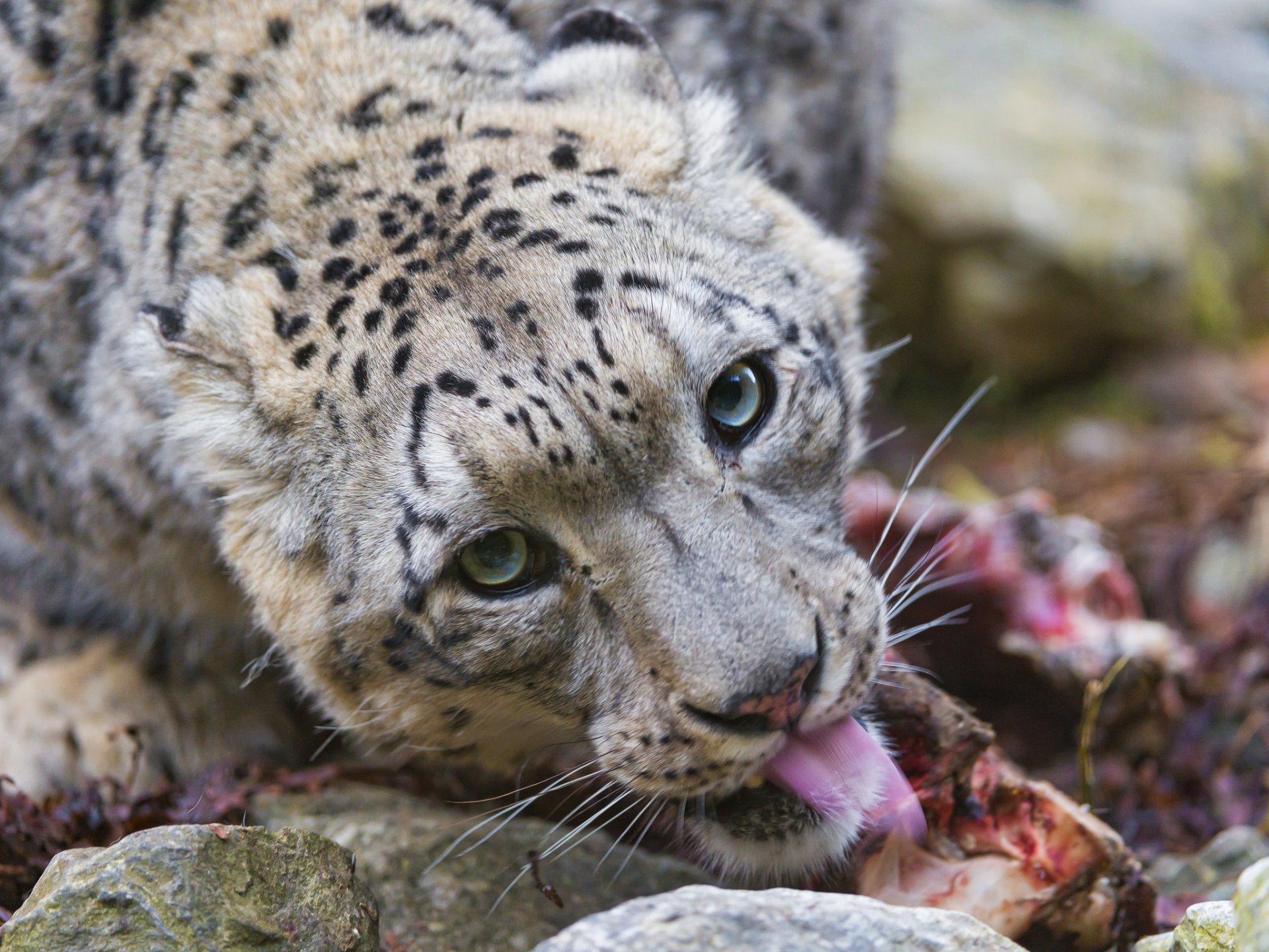 léopard des neiges irbis chat prédateur regard museau langue ©tambako the jaguar