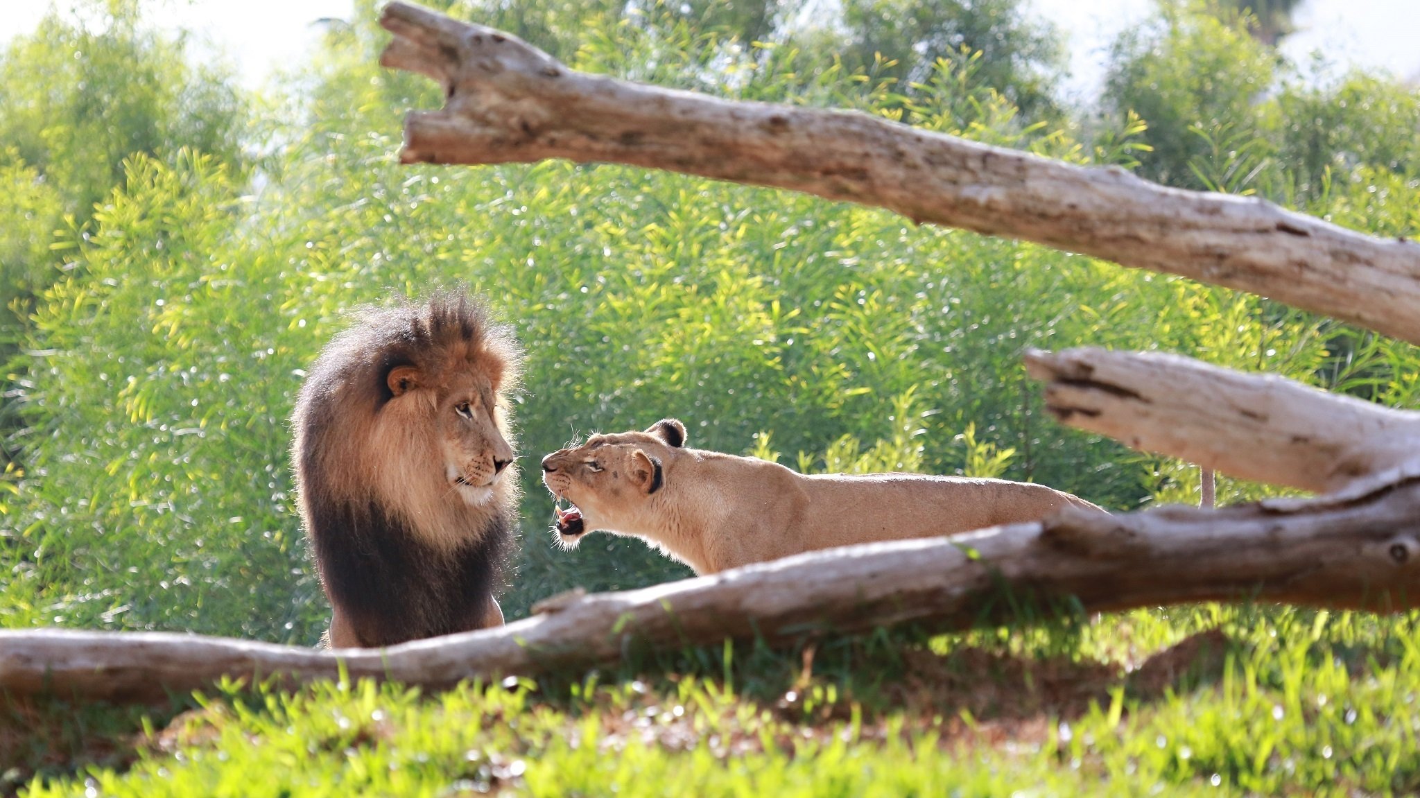 lions chats sauvages prédateurs couple lion lionne museau crinière famille querelle rugissement