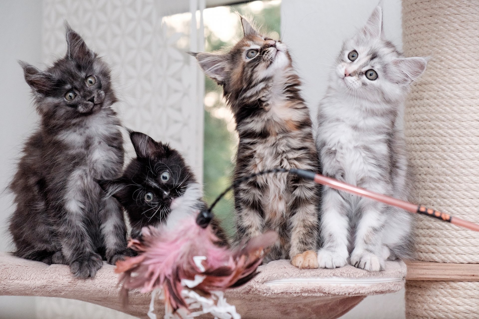 maine coon chatons quatuor