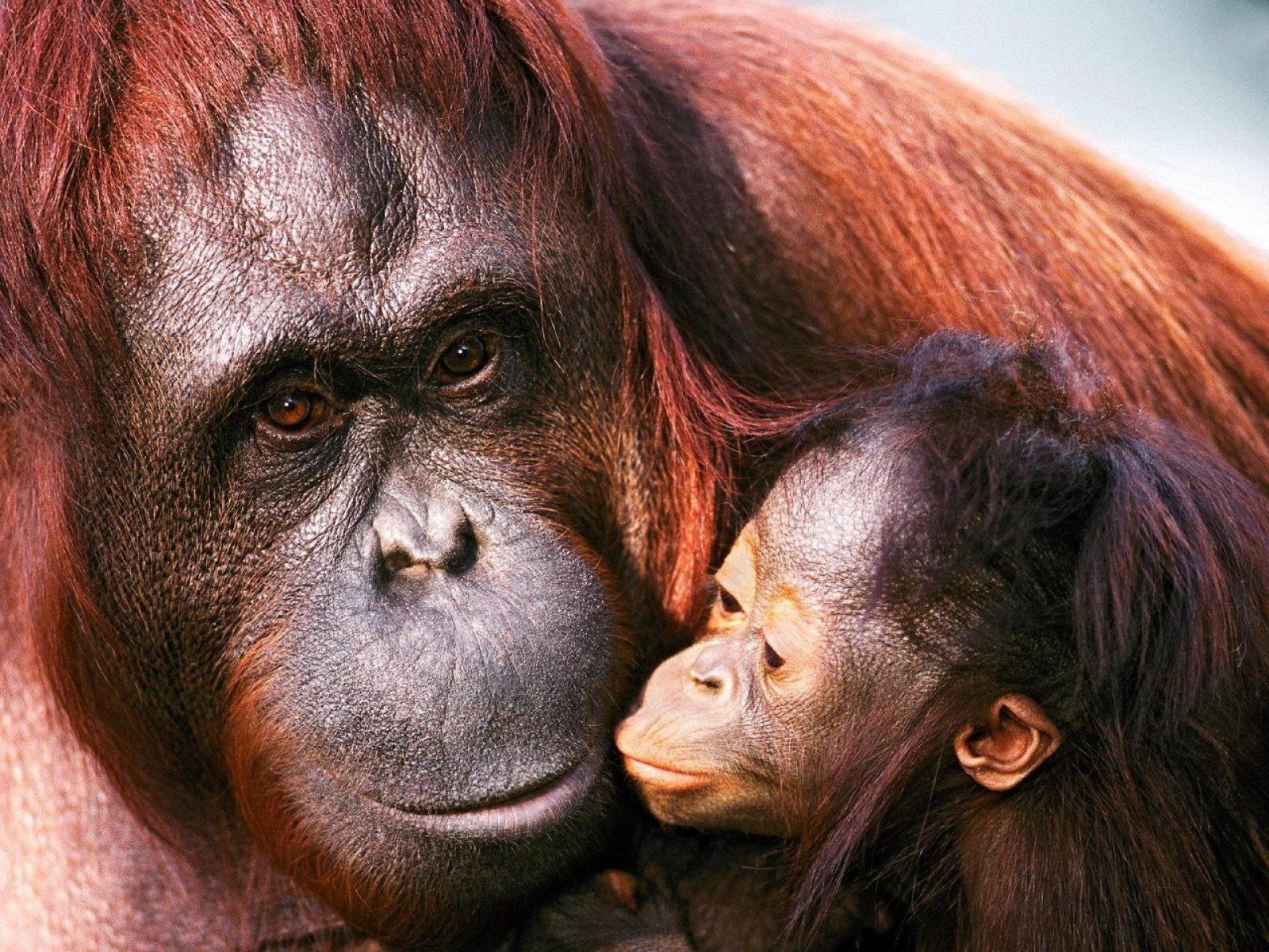 sumatra orangutan samica młode