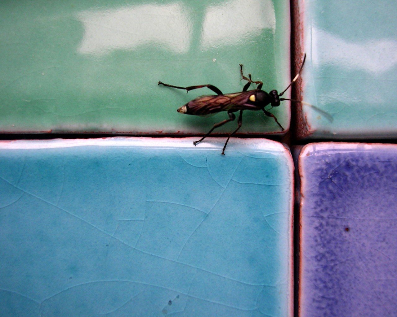 escarabajo cucaracha azulejo