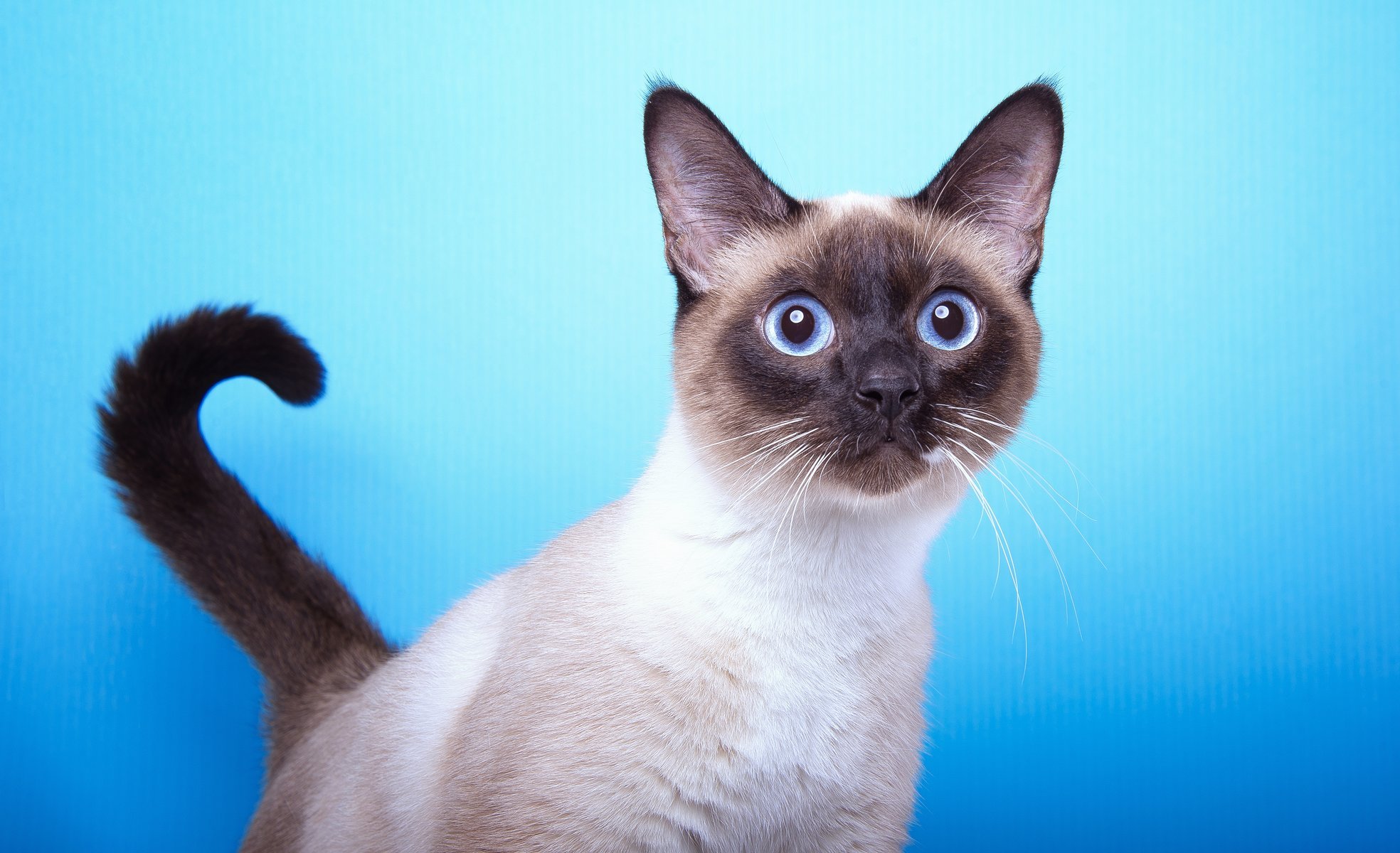 gatto razza siamese muso sguardo coda sfondo