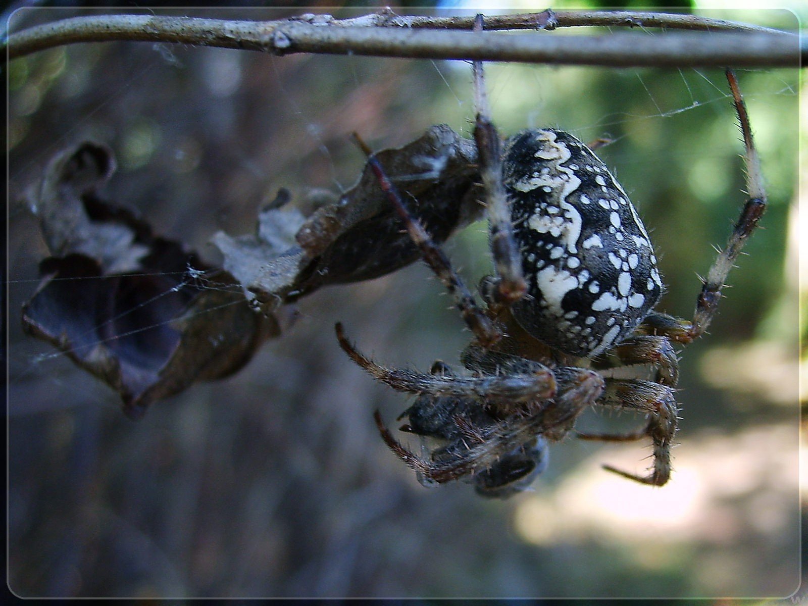 araña ramas telarañas