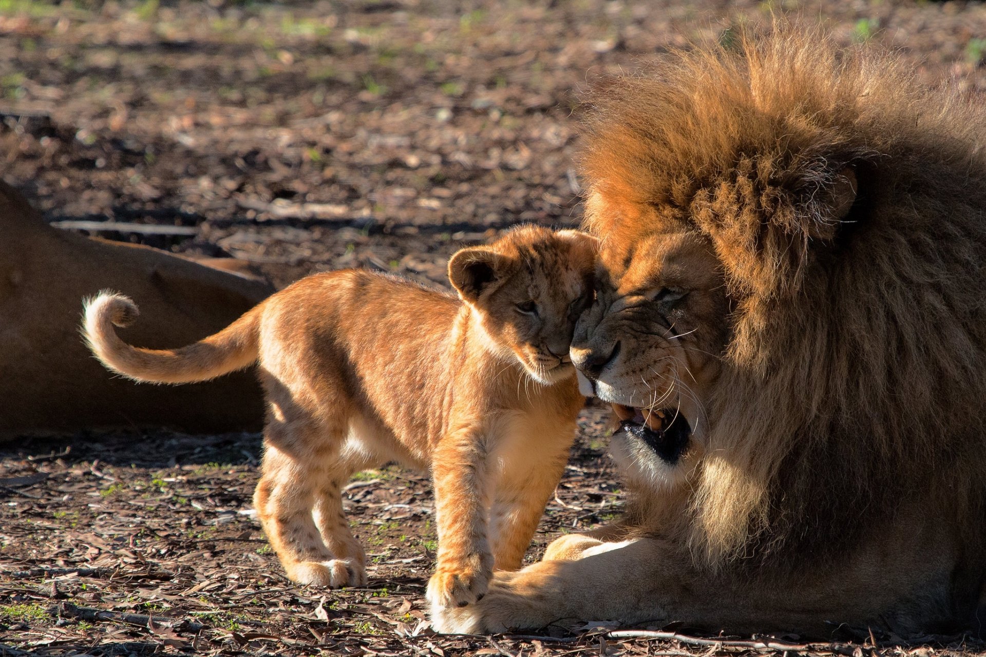 lions lion paternité amour