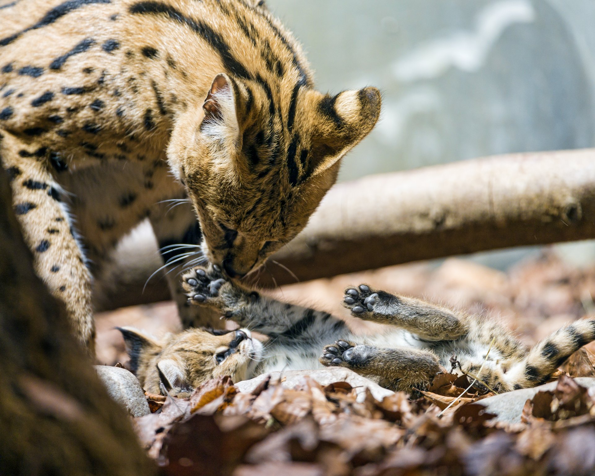 serval katzen pfoten spiel ©tambako der jaguar