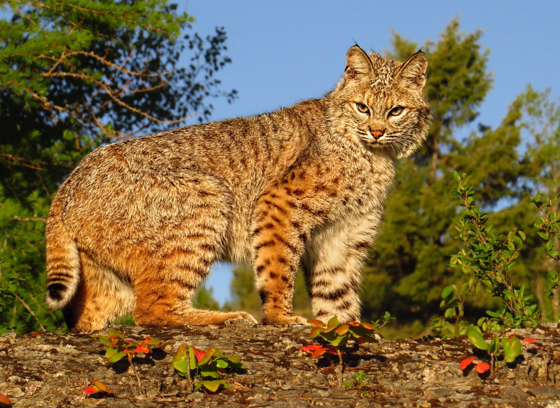 lince gato salvaje depredador