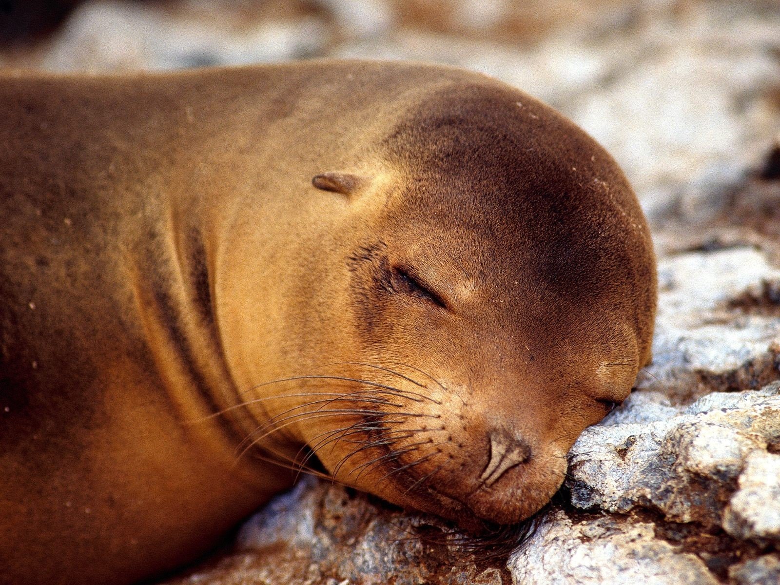 foca gatto animale