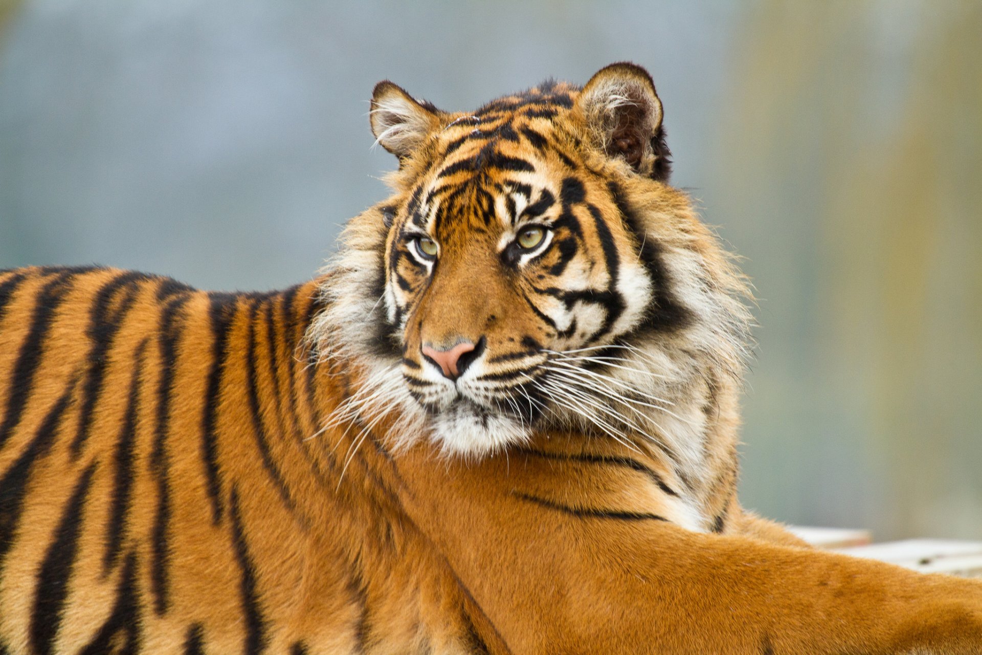 tiger cat sumatran