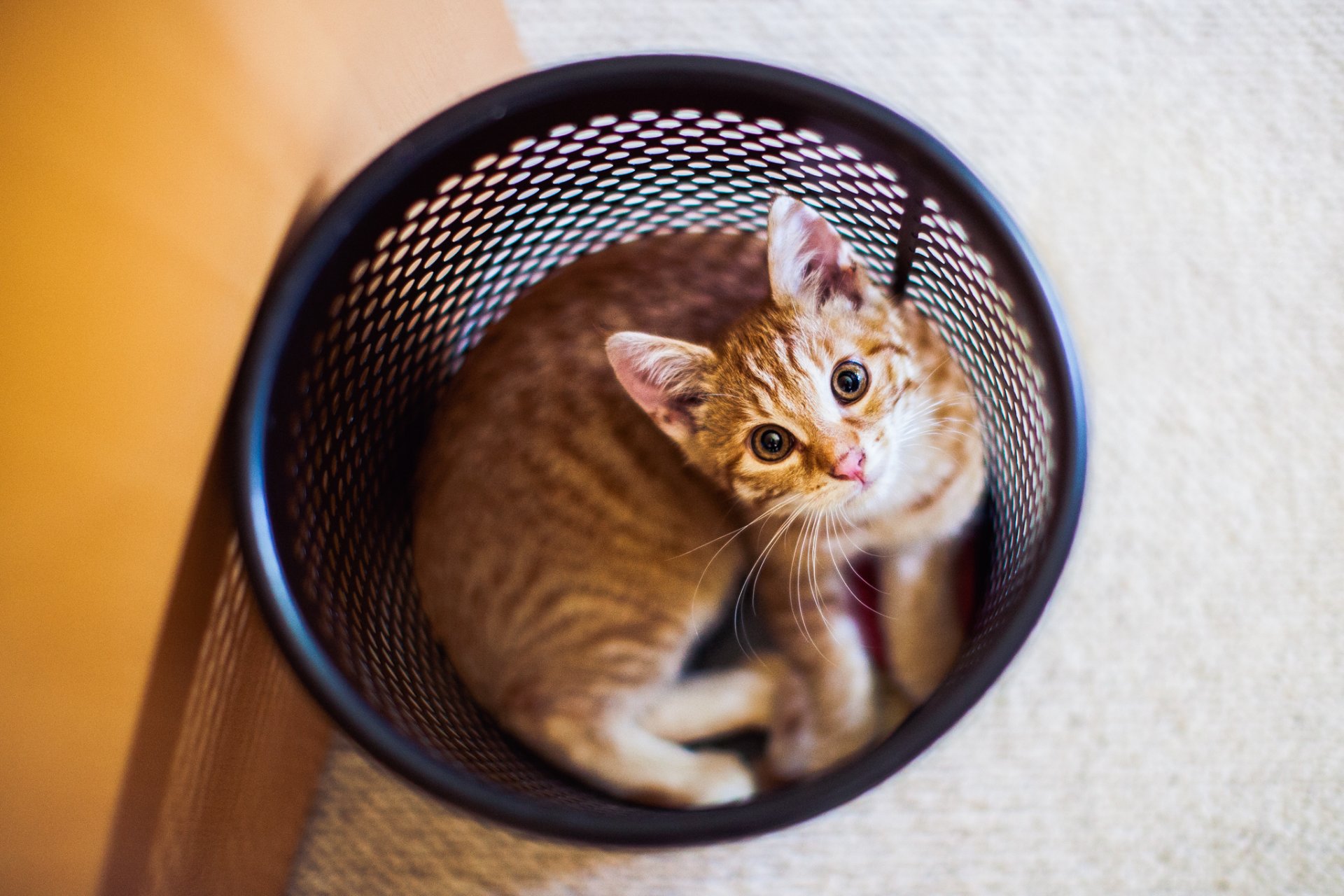 katze kätzchen wolle schaut