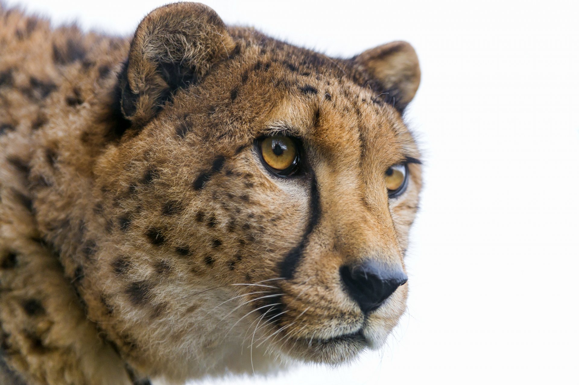 gepard katze schnauze blick ©tambako der jaguar