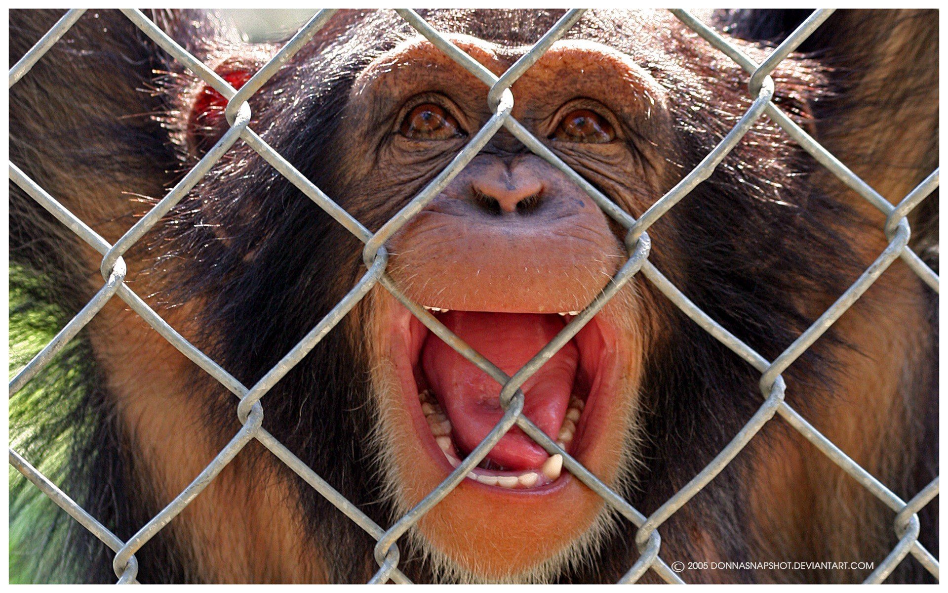 tiere makaken emotionen turma